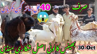 bhains colony Bakra mandi latest update 30Oct2024 bakra mandi goat farm visit [upl. by Rossy765]