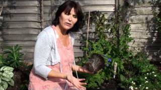 Top tips for planting perennials [upl. by Abba425]