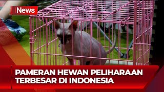 Pameran Hewan Peliharaan Terbesar di Indonesia  iNews Pagi 1009 [upl. by Ahselef]