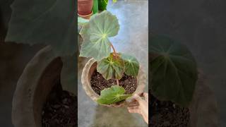 Begonia Plant Propagation from cutting 💚✨ 100 Guaranteed success shorts garden plants [upl. by Farlee93]