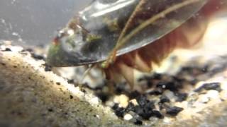 Triops laying eggs [upl. by Ikuy]