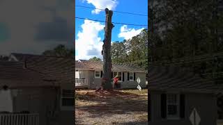 Final Cut large oak removal part 5 [upl. by Notneuq]