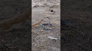 🐍Mongoose bold attacks on Black Cobra SnakeWild Encounter mongooseblackcobrawildlife shortfeed [upl. by Zaller]