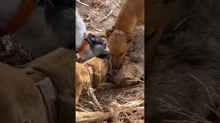 Coyote Hunting With Greyhounds coyote coyotehuntingwithdogs [upl. by Taka218]