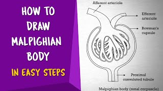 How To Draw MALPIGHIAN BODY in Easy way  Renal Corpuscle  CBSE 11th class  NCERT class 11 [upl. by Sugihara]