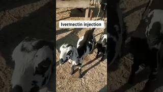 What is ivermectin injection advantage of ivermectin injection Ivermectin ivermectininjection [upl. by Edelson]