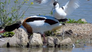 Slimbridge Rushy Hide 4K [upl. by Fermin]