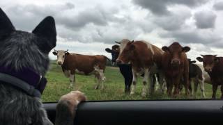 From puppy to Maloo  Australian Cattle Dog [upl. by Favian247]