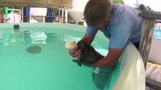 Baby Manatee Bottle Feeding [upl. by Egiarc553]