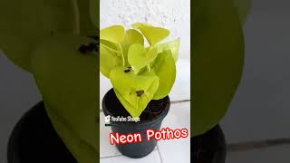 New Purchase Neonpothos pothos pothosplant moneyplant garden gardening [upl. by Helali]