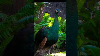 peacock  peacock dance video  मोर animals wildlifefight [upl. by Servetnick]