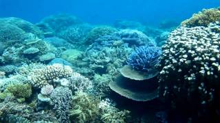 Best Snorkeling Australia Great Barrier Reef [upl. by Notrab785]