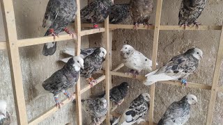 Roller lotan kalla bazi walay kabootar pigeon 🐦 Quetta [upl. by Ikey112]