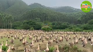 LionHead Goose Farm Amazing and Incredible Large Scale LionHead Goose Farm in Guangdong China [upl. by Toole914]