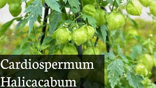 Cardiospermum halicacabum [upl. by Imaon656]