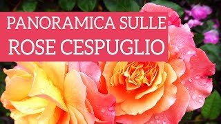 Una panoramica sulle rose cespuglio [upl. by Auqemahs668]