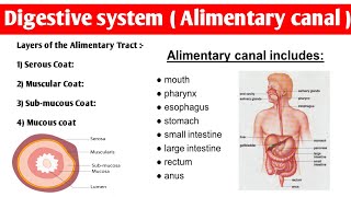 Alimentary Tract Anatomy  4 layers of alimentary canal  digestivesystem anatomy and physiology [upl. by Leiram414]