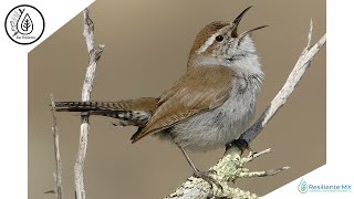 CANTO VOZ y LLAMADOS Saltapared Cola Larga Thryomanes bewickii Bewicks Wren quotAlas Resilientesquot [upl. by Earazed197]