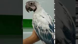 Rarest and most expensive parrot  macaw in the world [upl. by Walliw353]