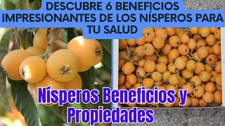 Nísperos Beneficios  Descubre 6 Beneficios Impresionantes de los Nísperos para tu Salud [upl. by Fair992]