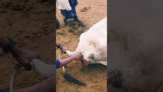 How to check temperature in cattle animals treatment shorts [upl. by Ettenig]