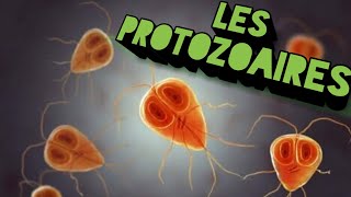 la classification des protozoaires [upl. by Elyagiba]