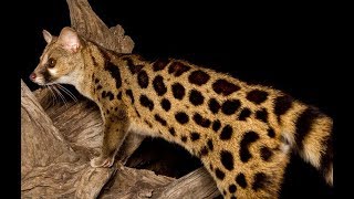 Genet Cat  Wild Cat Species  Predators Documentary [upl. by Anaeerb]