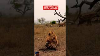 Lion vs Hyena Battle lion wildlife animals reels safari trending shorts lion hyena [upl. by Monah]