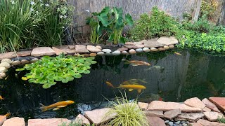 How to hide the pond liner around the edge of the pond [upl. by Darrin]