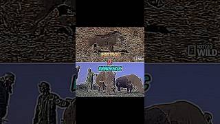 Rhinoceroc S VS Warthogmusicedit battle vsanimalsshortsfunny [upl. by Maloy]