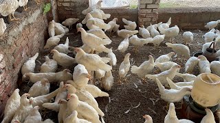 Pakistan Poultry Farm  Pakistan Production  Pakistan farming  part 4 [upl. by Kraft723]