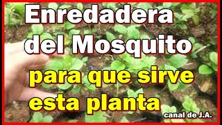 Enredadera del Mosquito  para que sirve esta planta [upl. by Wesle825]