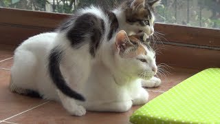 A very patient mother cat with 5 crazy active kittens [upl. by Godding]