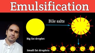 Emulsification Of Lipids  Definition ll Process ll Role of Emulsification in Lipids Digestion [upl. by Erasmus]