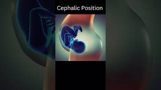 Fetus Cephalic presentation 👍shorts short shortvideo [upl. by Atiuqer353]