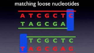 DNA Replication Animation [upl. by Dunc]