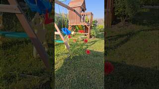 Giant zinnias growing in the backyard zinnia texas gardening [upl. by Chrissie]