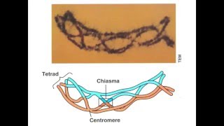 Unit8A Homologous Recombination [upl. by Nnylhtak]