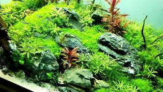 Hemigrammus rhodostomus  50pcs  in planted aquarium [upl. by Macy]