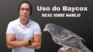 Canarios Fob  Dicas sobre criação de canarios Uso do Baycox [upl. by Nonnag]