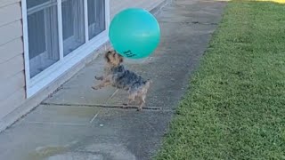 Watch Tiny Pup take on Giant BALL hilarious Fun yorkies viralvideo soccer futbol Rylie [upl. by Llewon]