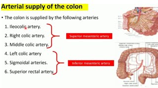quotUnderstanding the Arterial Supply Of the intestinesquot [upl. by Edna27]