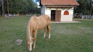 Criação de Cavalo Quarto de Milha [upl. by Faxan]