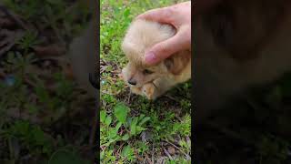 Saving a chick from a puppys mouthpuppy chicken [upl. by Atinoj]