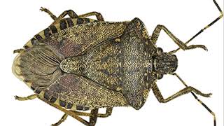 The Stink Bug Invasion Protecting NZ One Car at a Time [upl. by Boynton]