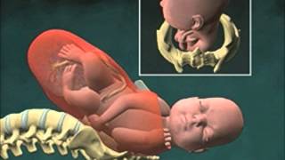 Cervical Effacement 3D Animation [upl. by Mackey375]