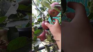 Apple season 🍏🍎  RLD Orchard  upper shimla area  SAMRA shivanidhacta love youtubeshorts [upl. by Elesig]