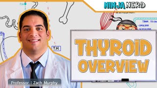 Endocrinology  Thyroid Overview [upl. by Atinnod]