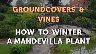 How to Winter a Mandevilla Plant [upl. by Franckot]