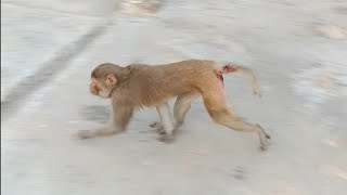 Langoor Bandar  Monkey Funny Comedy Short Video  Langur Monkey [upl. by Skipton]